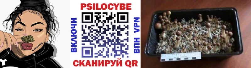 Псилоцибиновые грибы ЛСД Каменногорск